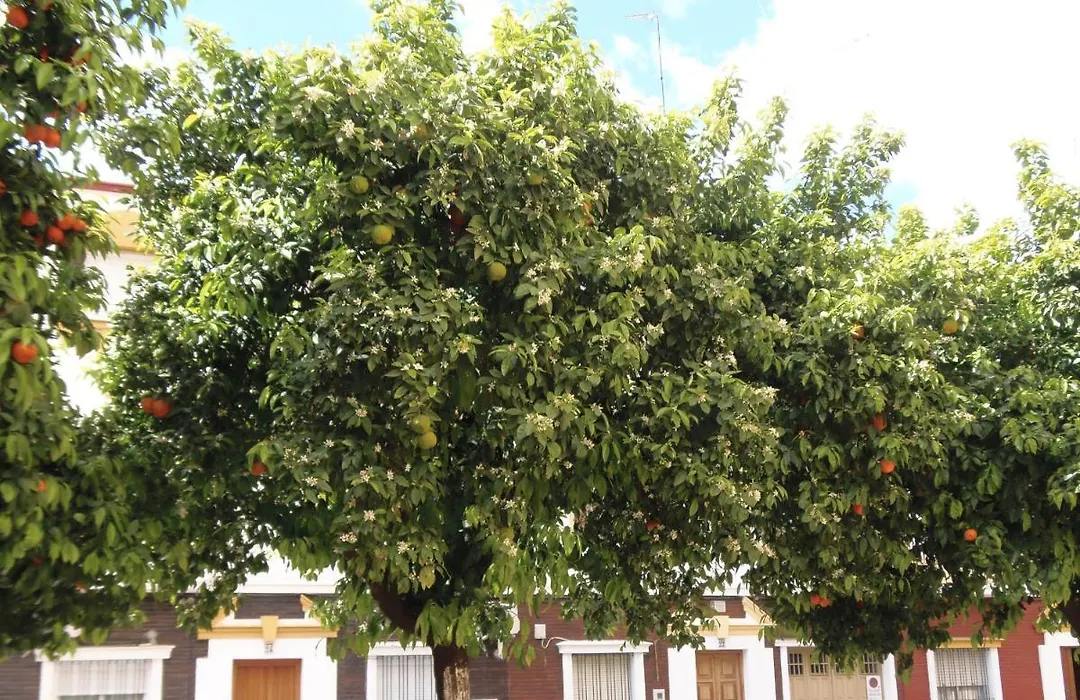 Apartamento en Triana-1