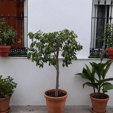 Carmona&House-3
